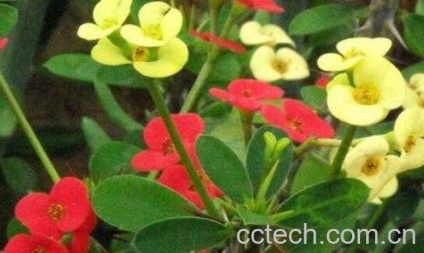 虎刺梅有毒吗 虎刺梅的繁殖方法-1