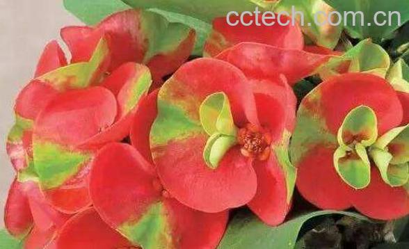 虎刺梅有毒吗 虎刺梅的繁殖方法-0