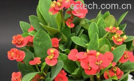 虎刺梅的功效与作用 虎刺梅怎么扦插-1