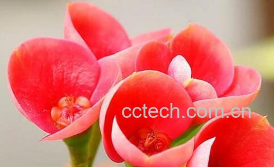 虎刺梅的功效与作用 虎刺梅怎么扦插-0