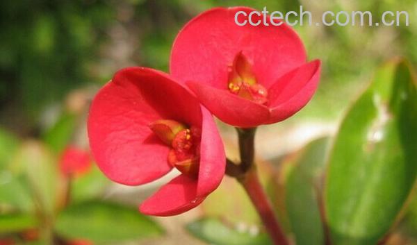 果蔬百科虎刺梅-0