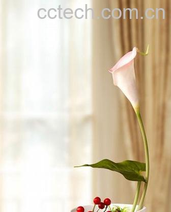 果蔬百科白马蹄莲-0