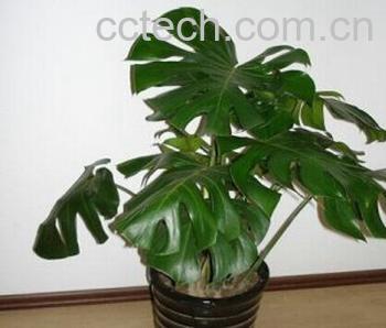 果蔬百科龟背竹-0