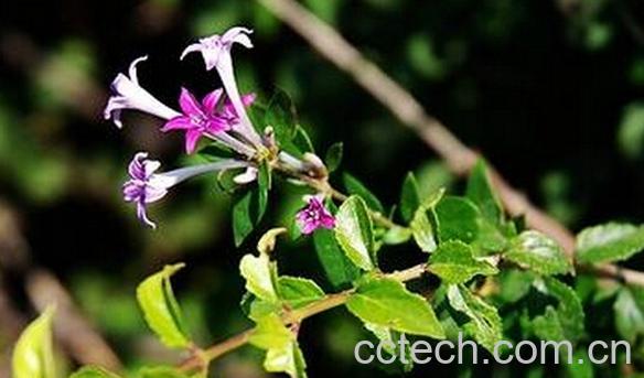 果蔬百科粉背野丁香-0