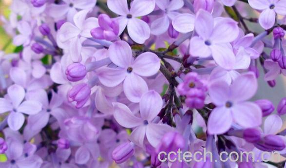 果蔬百科紫丁香花-0