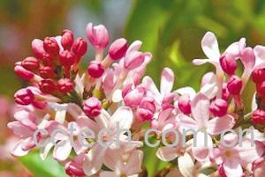 果蔬百科红丁香-0