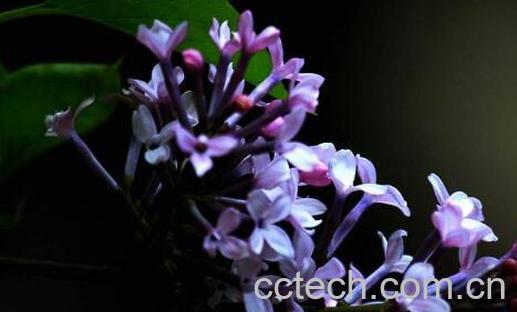 紫丁香花的功效与作用-1