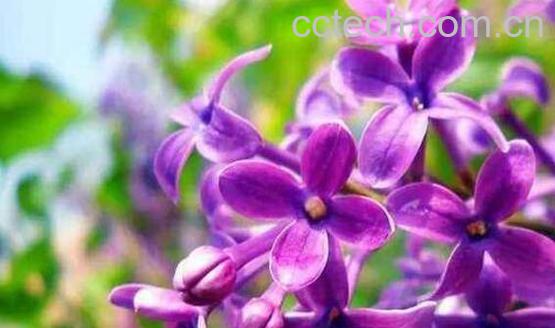 紫丁香花的功效与作用-0