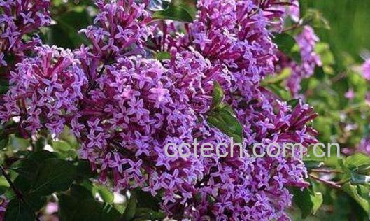 紫丁香的功效与作用-0