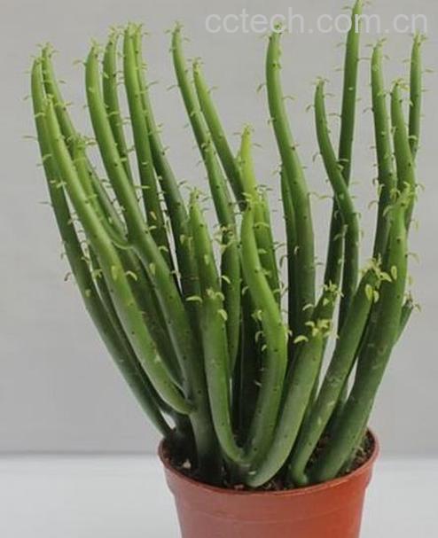 果蔬百科光棍树怎么养 光棍树的养殖方法-0