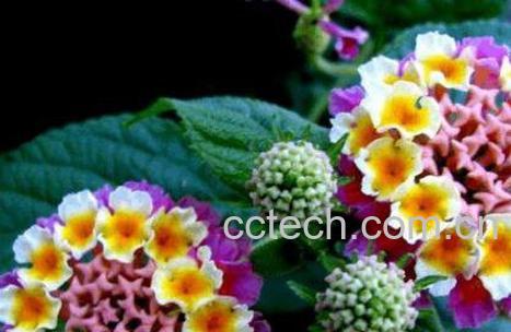 五色梅的功效与作用及药用价值-0