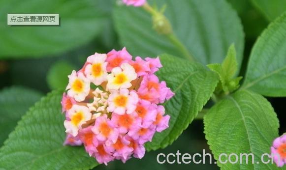 果蔬百科五色梅-0