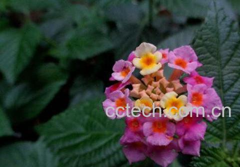 五色梅的功效与作用及药用价值-1