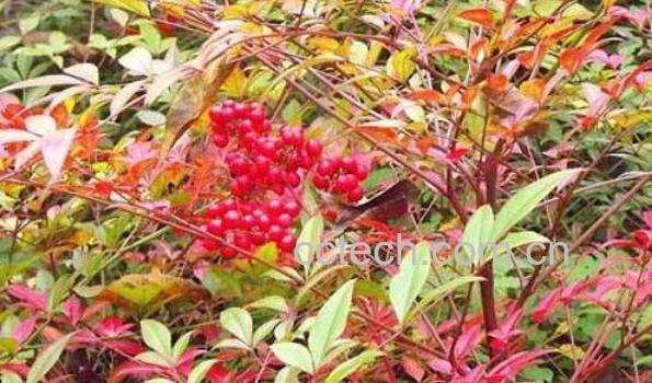 南天竹的功效与作用 南天竹的养殖方法-0