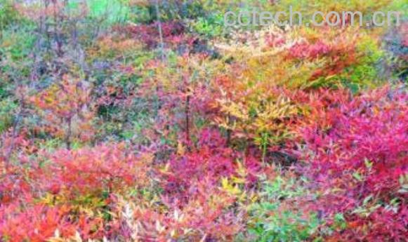 南天竹的功效与作用 南天竹的养殖方法-1