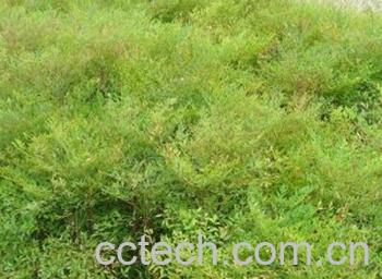 果蔬百科南天竹-0