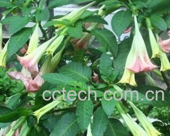 果蔬百科大花曼陀罗-0