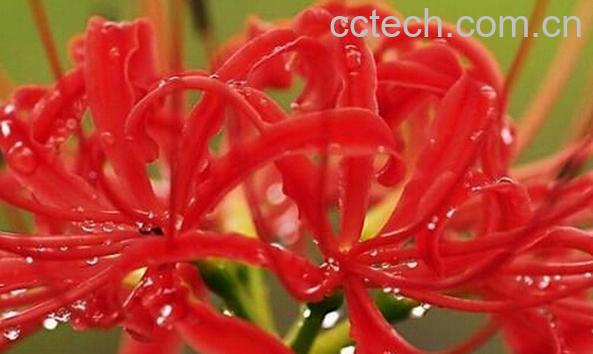 果蔬百科曼陀罗花-0