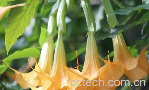 曼陀罗花的功效与作用-0