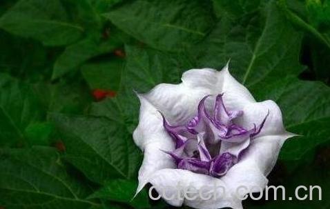 曼陀罗的功效与作用-0