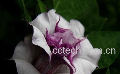 曼陀罗花的功效-0