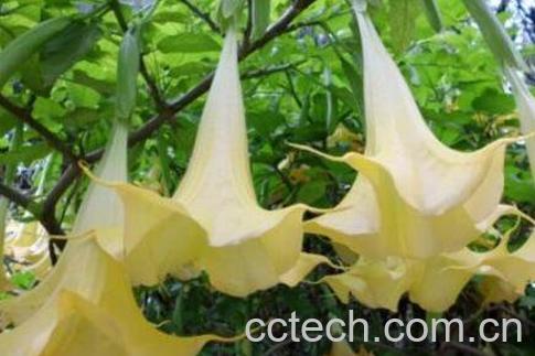 曼陀罗花的功效与作用及禁忌-1