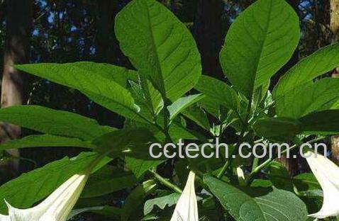 曼陀罗花的功效与作用及禁忌-0