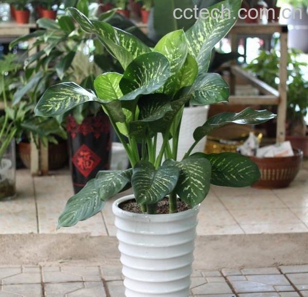 果蔬百科粉黛万年青养殖方法-0