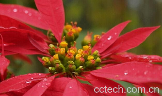 果蔬百科一品红的功效与作用-0