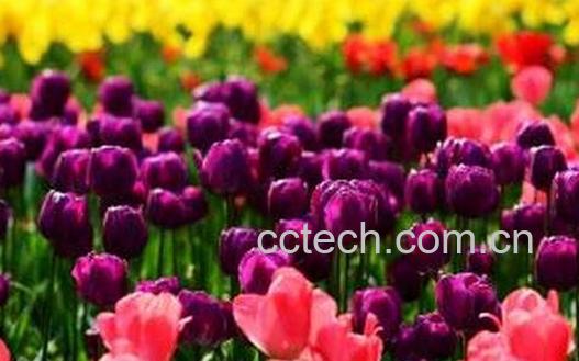 郁金香的功效与作用-0