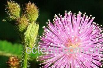 果蔬百科含羞草-0