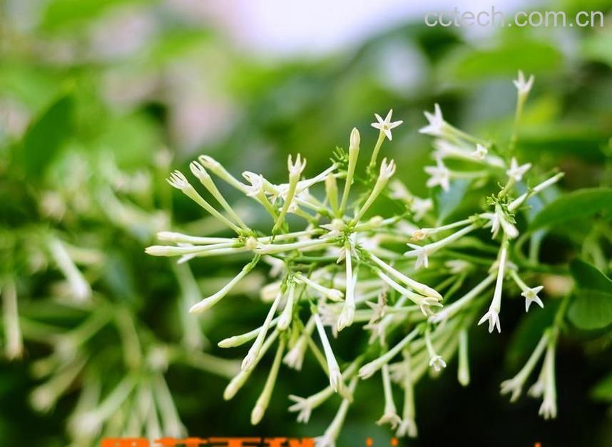 果蔬百科夜来香花有毒吗-0