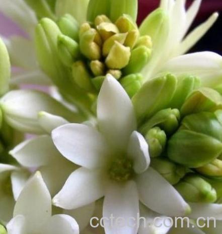 果蔬百科夜来香-0