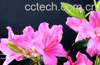 果蔬百科杜鹃花-0