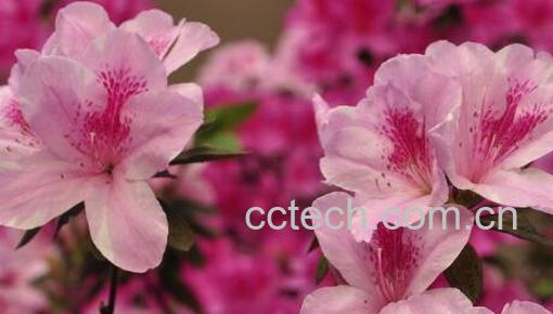 果蔬百科杜鹃花的作用有哪些-0