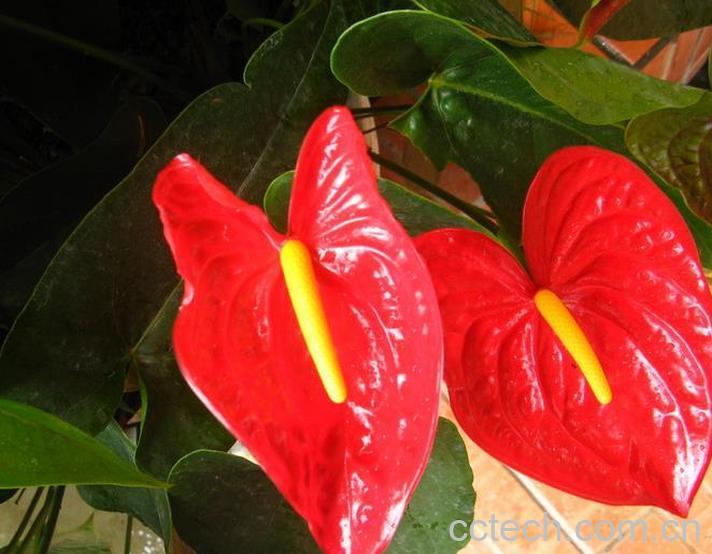果蔬百科火鹤花怎么养 火鹤花有毒吗-0