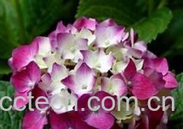 果蔬百科八仙花图片 八仙花的养殖方法-0