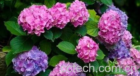 果蔬百科八仙花的药用价值与功效-0