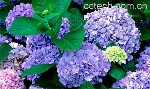 果蔬百科八仙花-0