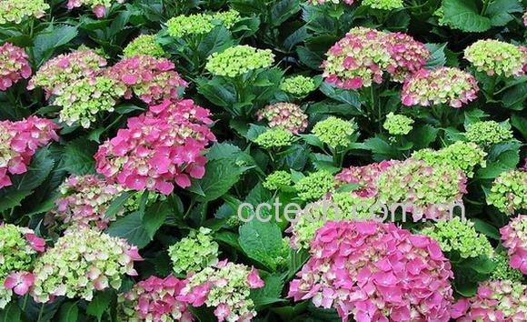 果蔬百科东陵八仙花-0