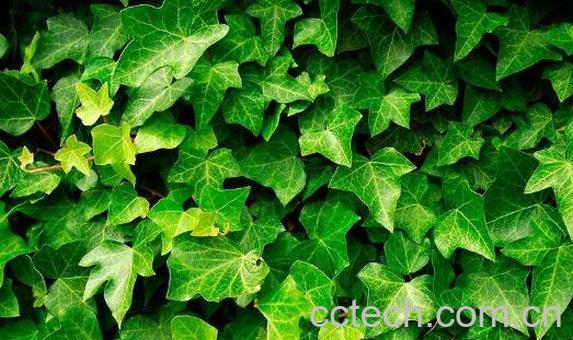 常春藤的功效与作用 常春藤的药用价值-0