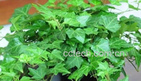 常春藤的功效与作用 常春藤的药用价值-1
