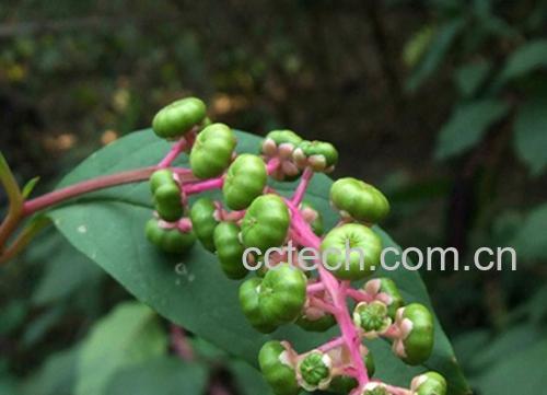 果蔬百科商陆的功效与作用-0