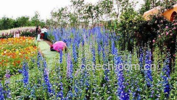 薰衣草纯露的功效与作用-0