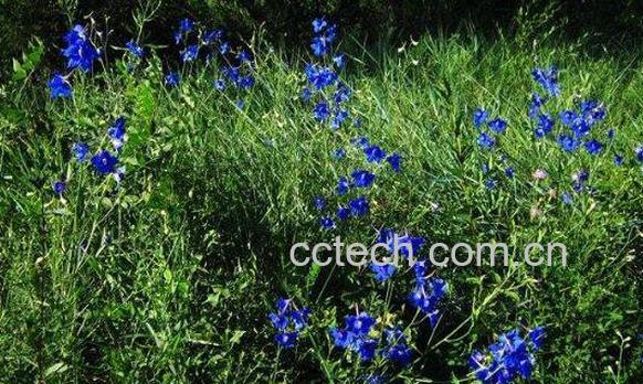 飞燕草的功效与作用 飞燕草的毒性-1