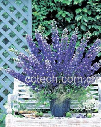 果蔬百科飞燕草图片 飞燕草栽培技巧-0