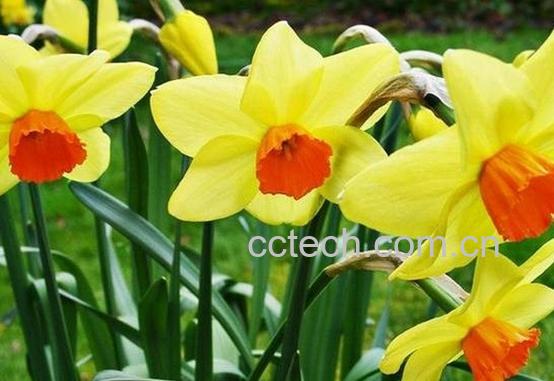 果蔬百科黄水仙-0