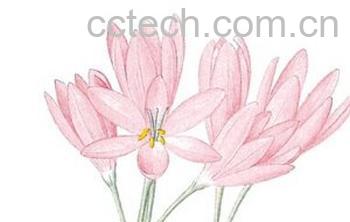 果蔬百科秋水仙-0