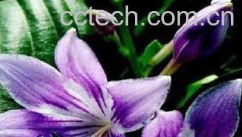 果蔬百科南美水仙-0