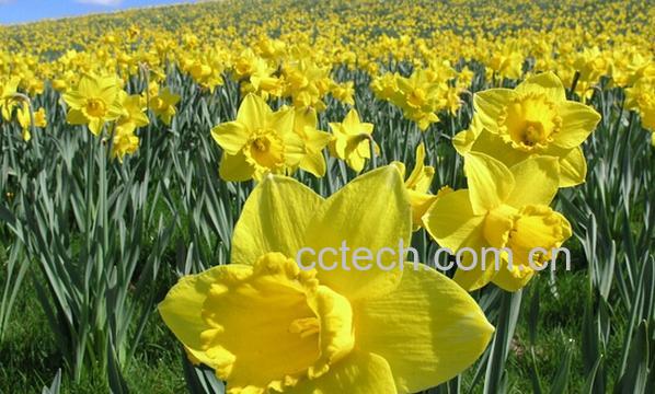 果蔬百科水仙花的功效与作用-0